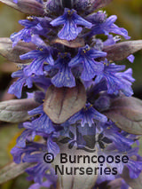 AJUGA reptans 'Multicolour' AJUGA reptans 'Multicolour'