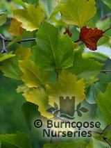 ALANGIUM platanifolium var marcrophyllum  