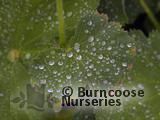 ALCHEMILLA mollis  