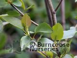 ALNUS cordata ALNUS cordata