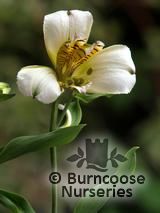 ALSTROEMERIA ALSTROEMERIA