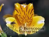ALSTROEMERIA 'Friendship'  