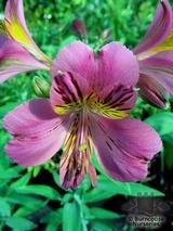 ALSTROEMERIA 'Lucinda' ALSTROEMERIA 'Lucinda'