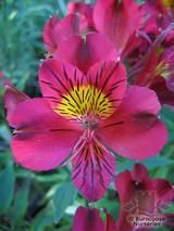 ALSTROEMERIA 'Princess Leyla'  