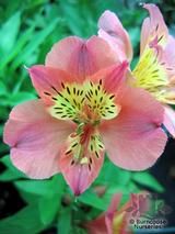 ALSTROEMERIA 'Princess Zavina'  