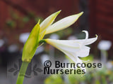 AMARYLLIS belladonna  