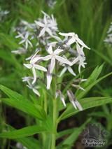 AMSONIA tabernaemontana AMSONIA tabernaemontana
