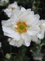 ANEMONE hupehensis 'Whirlwind' ANEMONE hupehensis 'Whirlwind'