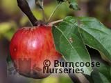APPLE 'Worcester Permain' APPLE 'Worcester Permain'