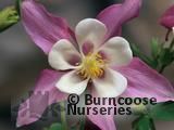 AQUILEGIA   