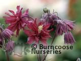 AQUILEGIA vulgaris 'Ruby Port' AQUILEGIA vulgaris 'Ruby Port'