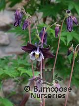 AQUILEGIA vulgaris 'William Guinness' AQUILEGIA vulgaris 'William Guinness'
