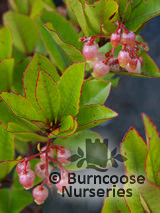 ARBUTUS unedo 'Compacta' ARBUTUS unedo 'Compacta'