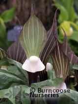 ARISAEMA ARISAEMA