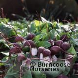 ARISARUM proboscideum  
