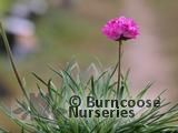 ARMERIA maritima 'Splendens Perfecta' ARMERIA maritima 'Splendens Perfecta'
