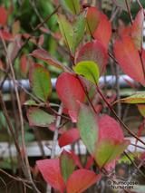 ARONIA melanocarpa 'Autumn Magic' ARONIA melanocarpa 'Autumn Magic'