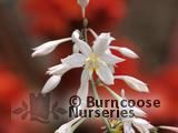 ARTHROPODIUM cirratum 'Matapouri Bay  