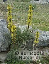 ASPHODELINE ASPHODELINE