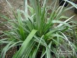 ASTELIA chathamica 'Silver Spear' ASTELIA chathamica 'Silver Spear'