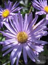 ASTER frikartii 'Monch'   