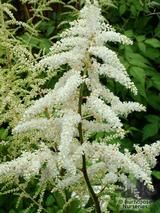 ASTILBE 'Deutschland' ASTILBE 'Deutschland'
