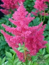 ASTILBE 'Gertrude Brix' ASTILBE 'Gertrude Brix'