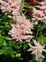 ASTILBE 'Peach Blossom' ASTILBE 'Peach Blossom'