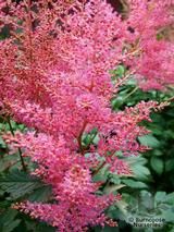 ASTILBE 'Rheinland'  
