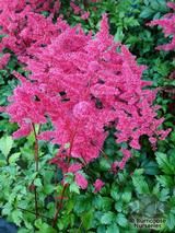 ASTILBE 'Vesuvius'  