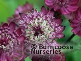 ASTRANTIA carniolica 'Rubra'  