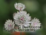 ASTRANTIA major  
