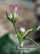 ASTRANTIA major 'Sunningdale Variegated'  