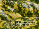 AUCUBA japonica 'Crotonifolia' AUCUBA japonica 'Crotonifolia'