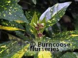 AUCUBA japonica 'Golden Spangles' AUCUBA japonica 'Golden Spangles'
