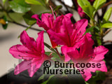 AZALEA - EVERGREEN 'Hino-crimson' AZALEA - EVERGREEN 'Hino-crimson'