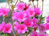 AZALEA - DECIDUOUS AZALEA - DECIDUOUS