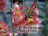 AZALEA - DECIDUOUS 'Cecile'  
