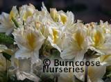AZALEA - DECIDUOUS 'Persil'  