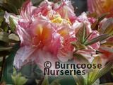 AZALEA - DECIDUOUS 'Berryrose' AZALEA - DECIDUOUS 'Berryrose'