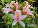AZALEA - DECIDUOUS 'Delicatissima AZALEA - DECIDUOUS 'Delicatissima