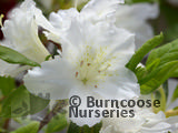 AZALEA - EVERGREEN 'Adonis'  