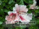 AZALEA - EVERGREEN   