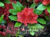 AZALEA - EVERGREEN 'Geisha Orange'  