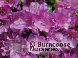 AZALEA - EVERGREEN 'Geisha Purple' AZALEA - EVERGREEN 'Geisha Purple'