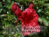 AZALEA - EVERGREEN kaempferi AZALEA - EVERGREEN kaempferi
