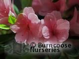 AZALEA - EVERGREEN 'Kirin'  
