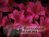 AZALEA - EVERGREEN 'Fedora' AZALEA - EVERGREEN 'Fedora'