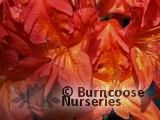 AZALEA - DECIDUOUS 'Fireball' AZALEA - DECIDUOUS 'Fireball'