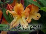 AZALEA - DECIDUOUS 'Golden Flare' AZALEA - DECIDUOUS 'Golden Flare'